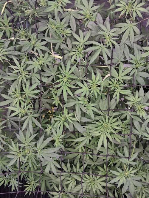 Electric Blueberry Cycle 1. Week 11
