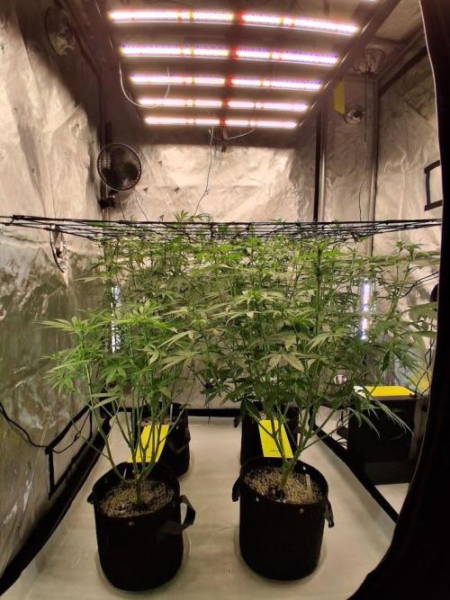 Electric Blueberry Cycle 1. Week 11