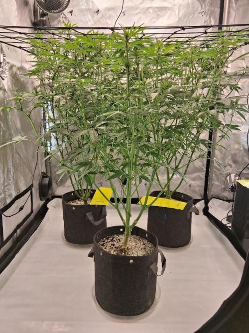 Electric Blueberry Cycle 1. Week 11