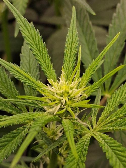 Electric Blueberry Cycle 1. Week 11
