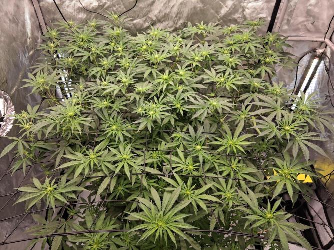 Electric Blueberry Cycle 1. Week 11