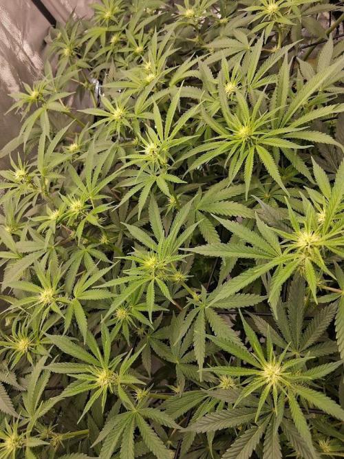 Electric Blueberry Cycle 1. Week 11 - early in the week