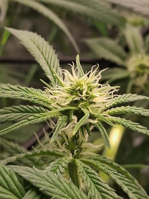 Electric Blueberry Cycle 1. Week 11