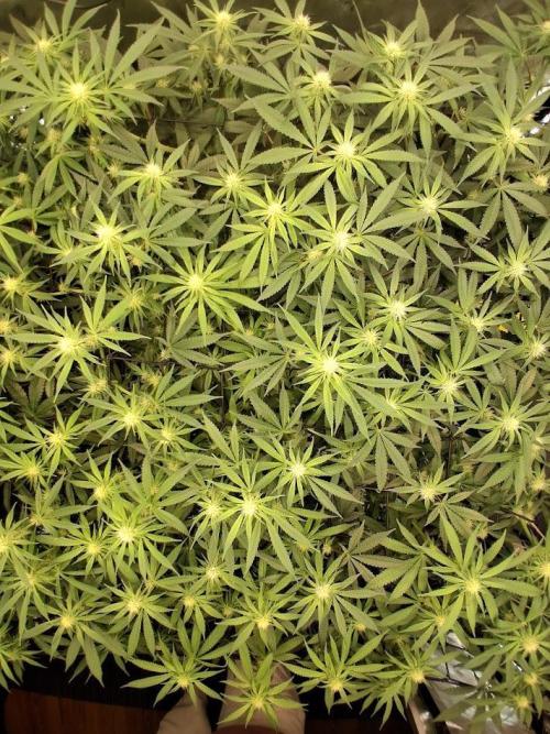 Electric Blueberry Cycle 1. Week 11 - canopy