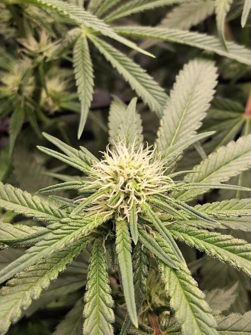 Electric Blueberry Cycle 1. Week 11