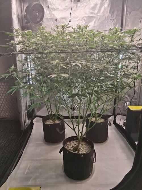 Electric Blueberry Cycle 1. Week 11 - side-view before last tucking