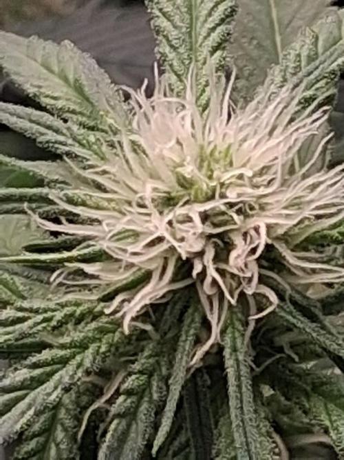 Electric Blueberry Cycle 1. Week 11 - trichomes