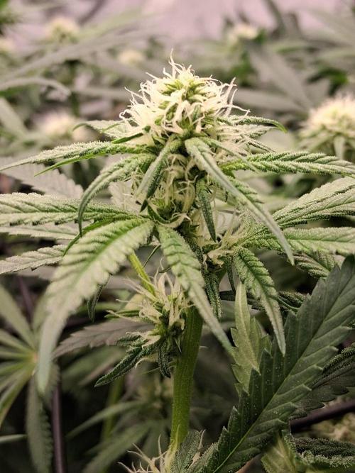 Electric Blueberry Cycle 1. Week 11