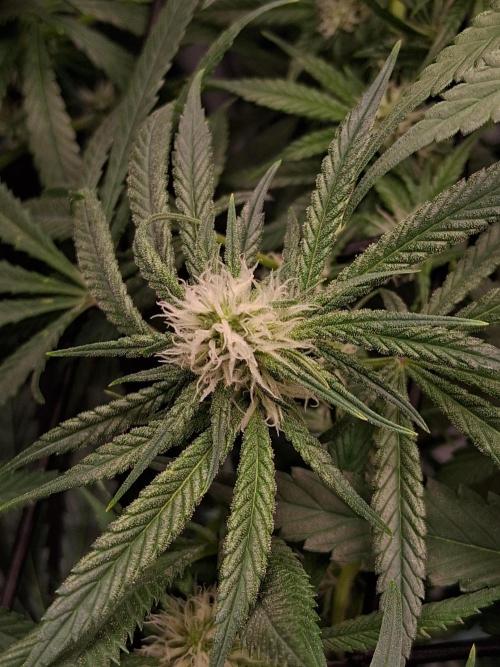 Electric Blueberry Cycle 1. Week 11