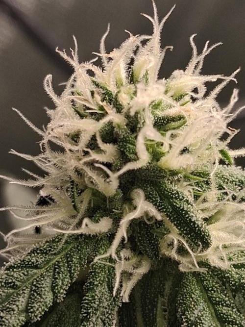 Electric Blueberry Cycle 1. Week 12