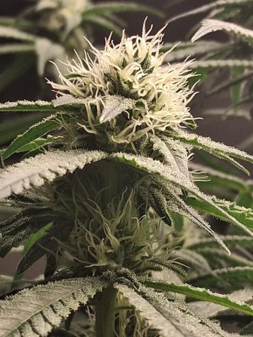 Electric Blueberry Cycle 1. Week 12