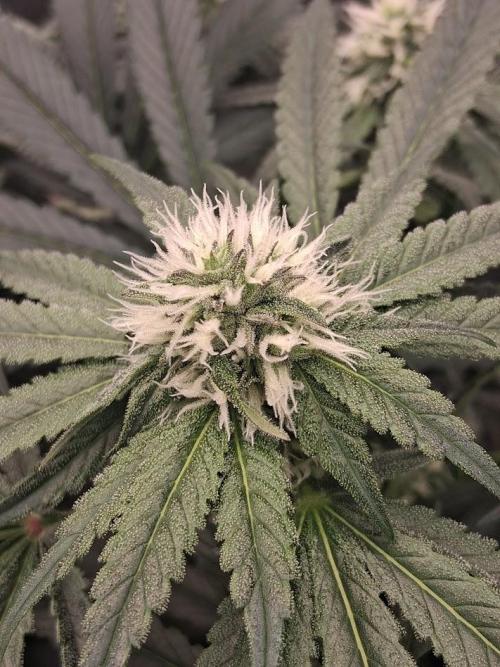 Electric Blueberry Cycle 1. Week 12