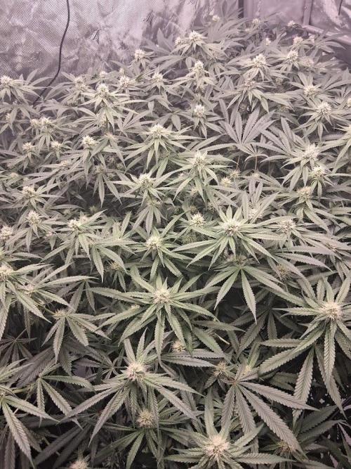 Electric Blueberry Cycle 1. Week 12