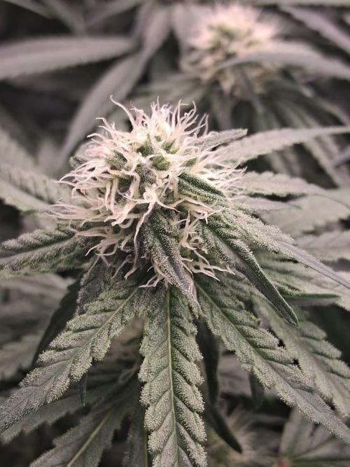 Electric Blueberry Cycle 1. Week 12