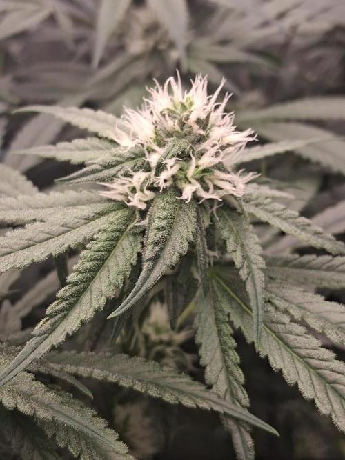 Electric Blueberry Cycle 1. Week 12