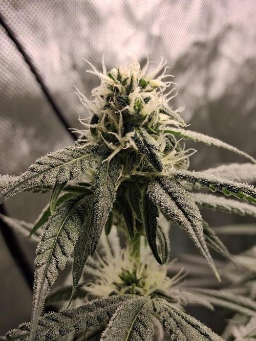 Electric Blueberry Cycle 1. Week 13
