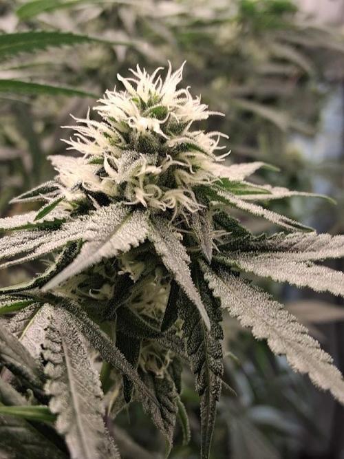 Electric Blueberry Cycle 1. Week 13