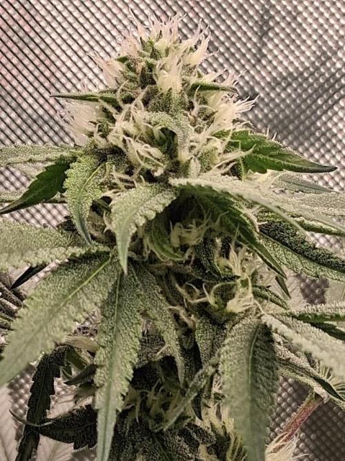 Electric Blueberry Cycle 1. Week 13