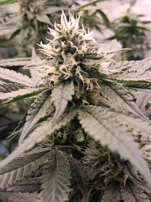 Electric Blueberry Cycle 1. Week 13