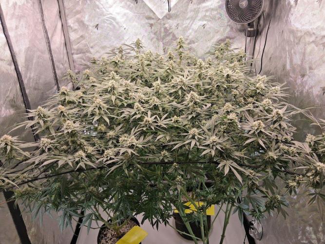 Electric Blueberry Cycle 1. Week 13