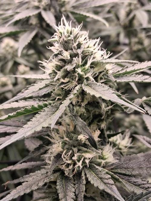 Electric Blueberry Cycle 1. Week 13
