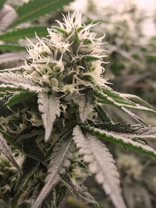 Electric Blueberry Cycle 1. Week 13