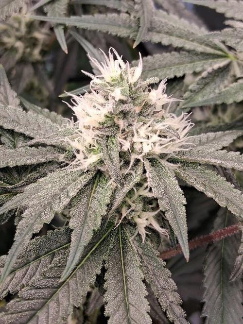 Electric Blueberry Cycle 1. Week 13