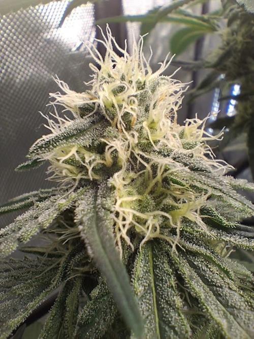 Electric Blueberry Cycle 1. Week 13