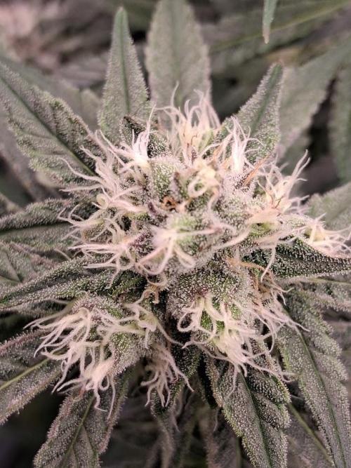 Electric Blueberry Cycle 1. Week 13