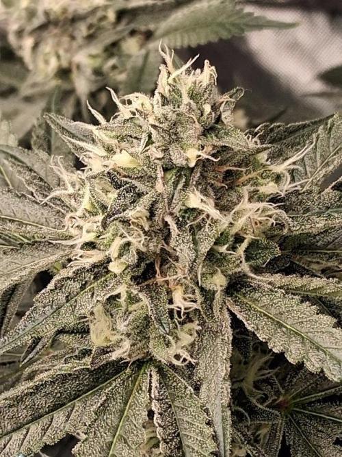 Electric Blueberry Cycle 1. Week 14