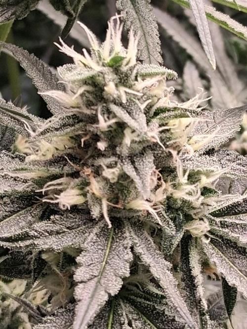 Electric Blueberry Cycle 1. Week 14