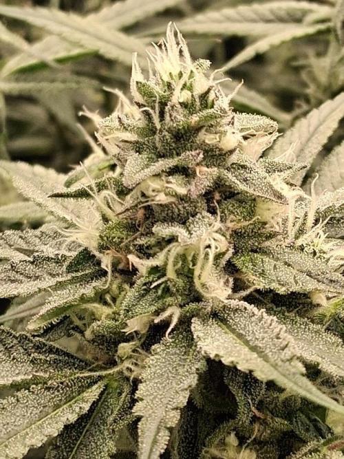Electric Blueberry Cycle 1. Week 14