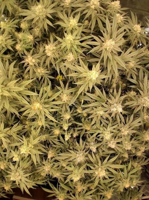 Electric Blueberry Cycle 1. Week 14