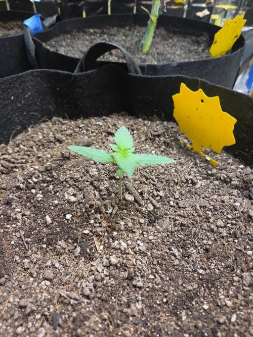 Fast Buds Guava Sundae. Week 1 - Day 5