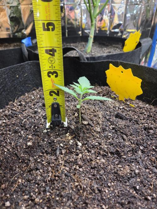 Fast Buds Guava Sundae. Week 1 - Day 7