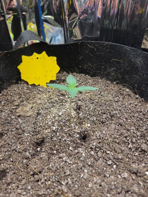 Fast Buds Gorilla Punch. Week 1 - Day 5