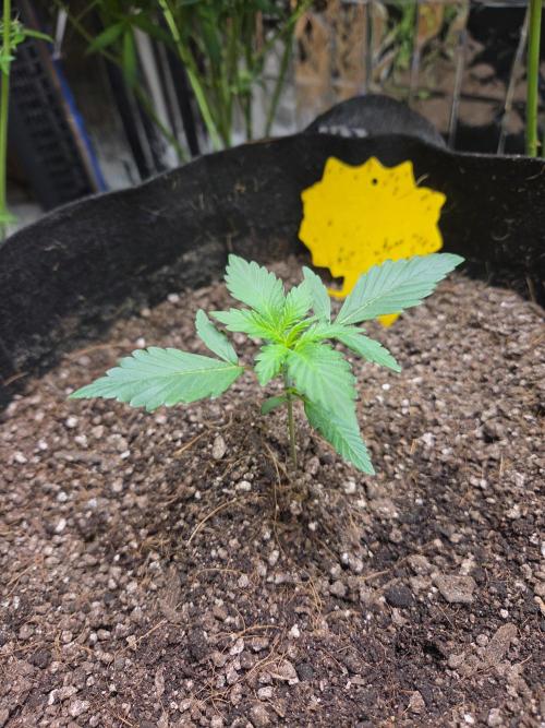 Fast Buds Guava Sundae. Week 2