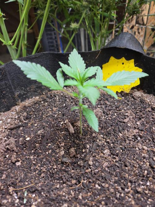 Fast Buds Guava Sundae. Week 2