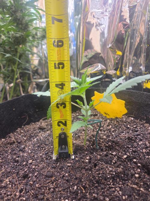 Fast Buds Guava Sundae. Week 2