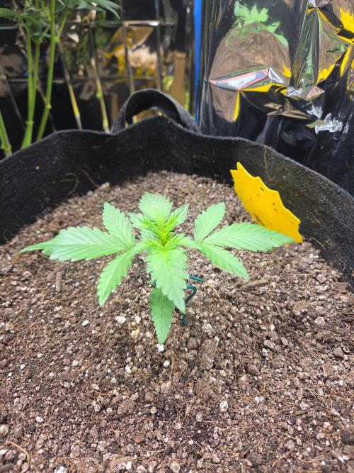 Fast Buds Gorilla Punch. Week 2