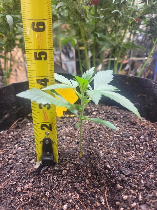 Fast Buds Gorilla Punch. Week 2