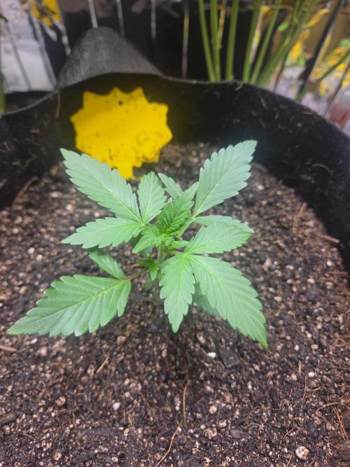 Fast Buds Gorilla Punch. Week 2