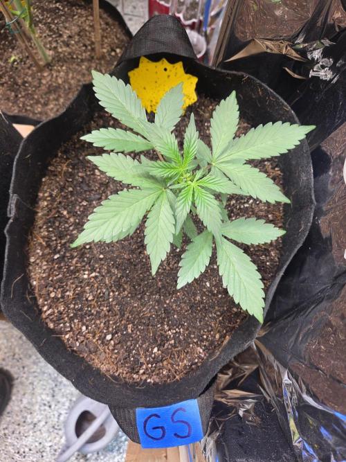 Fast Buds Guava Sundae. Week 3