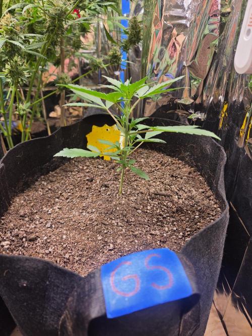 Fast Buds Guava Sundae. Week 3