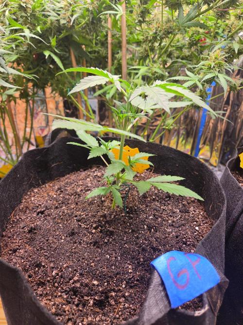 Fast Buds Gorilla Punch. Week 3