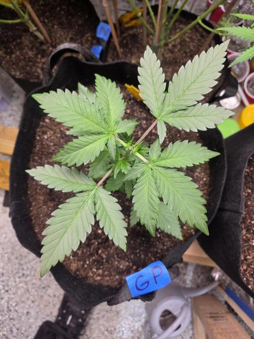 Fast Buds Gorilla Punch. Week 3