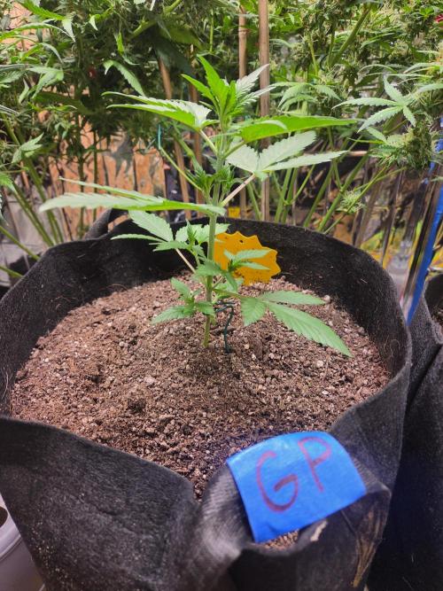 Fast Buds Gorilla Punch. Week 3