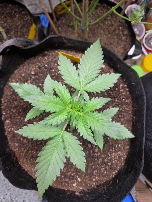 Fast Buds Gorilla Punch. Week 3
