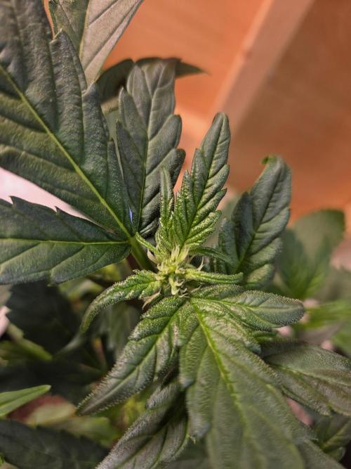 Fast Buds Guava Sundae. Week 4