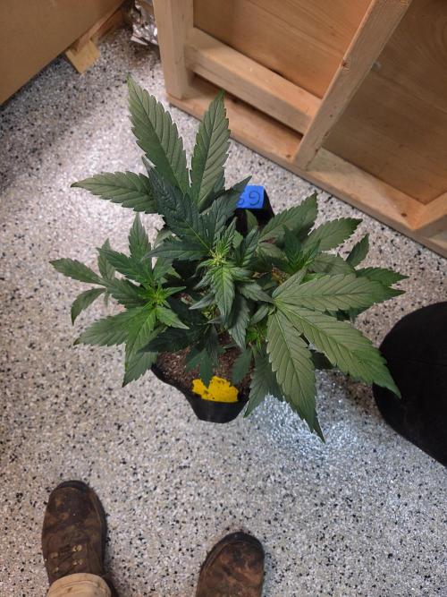 Fast Buds Guava Sundae. Week 4